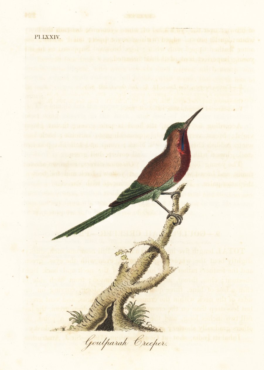 Souimanga siparaja, Aethopyga siparaja seheriae (Grimpereau de Goulpourah). Gravure à la main en cuivre dessinée et gravée par John Latham de son propre A General History of Birds, Winchester - John Latham
