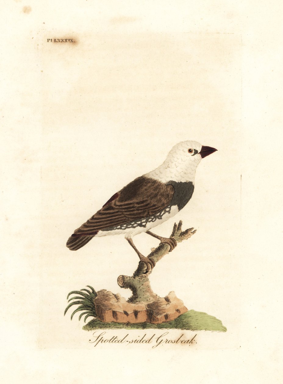Diamant à queue de feu, Stagonopleura guttata (Gros-bec à flancs tachetés, Fringilla leucocephala). Gravure sur cuivre coloriée à la main dessinée et gravée par John Latham de son propre A General History of Birds, Winchester - John Latham
