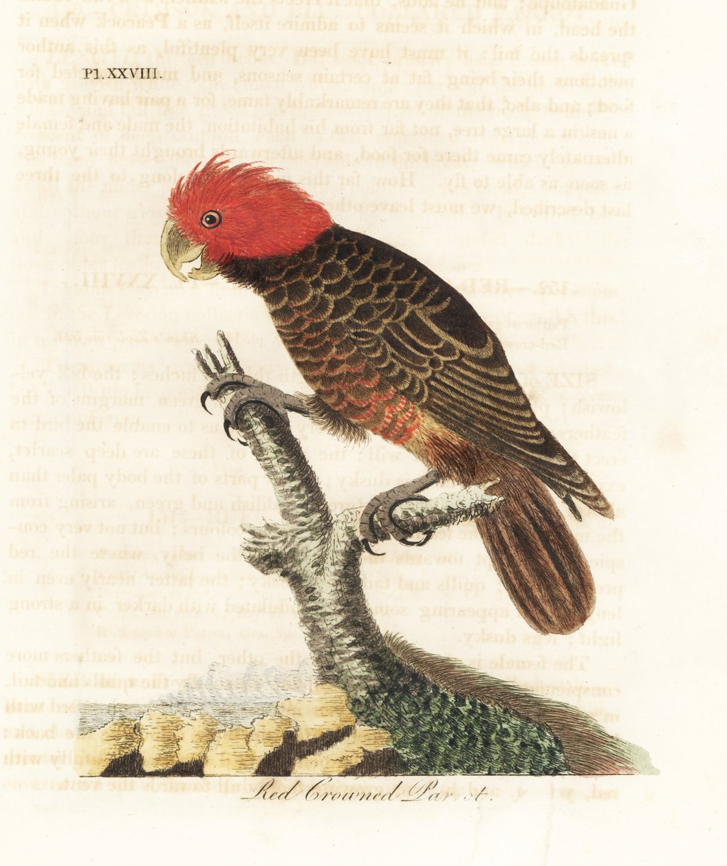 Cacatoès gang-gang, Callocephalon fimbriatum. Gravure à la main par John Latham de son propre A General History of Birds, Winchester - John Latham