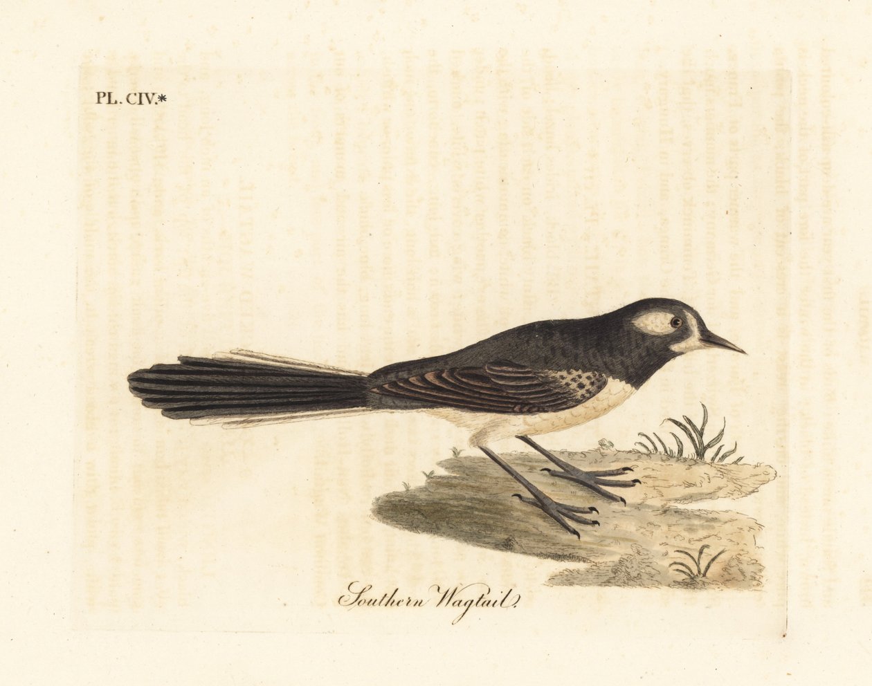 Rhipidure gris, Rhipidura albiscapa (Bergeronnette méridionale, d