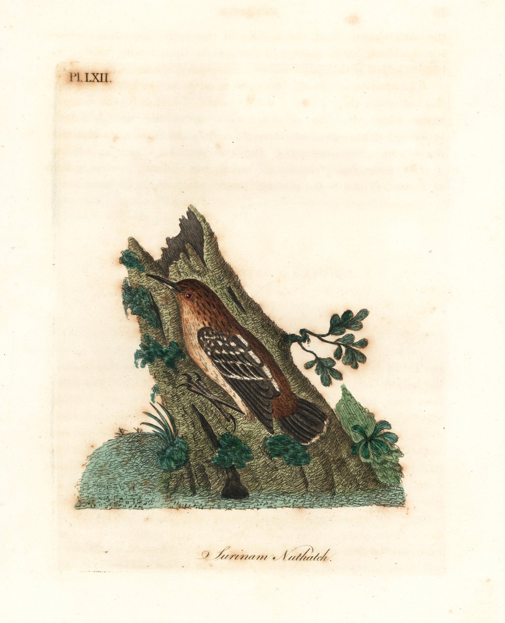 Myrmotherule de Guyane, Myrmotherula surinamensis. Gravure à la main par John Latham de son propre A General History of Birds, Winchester - John Latham