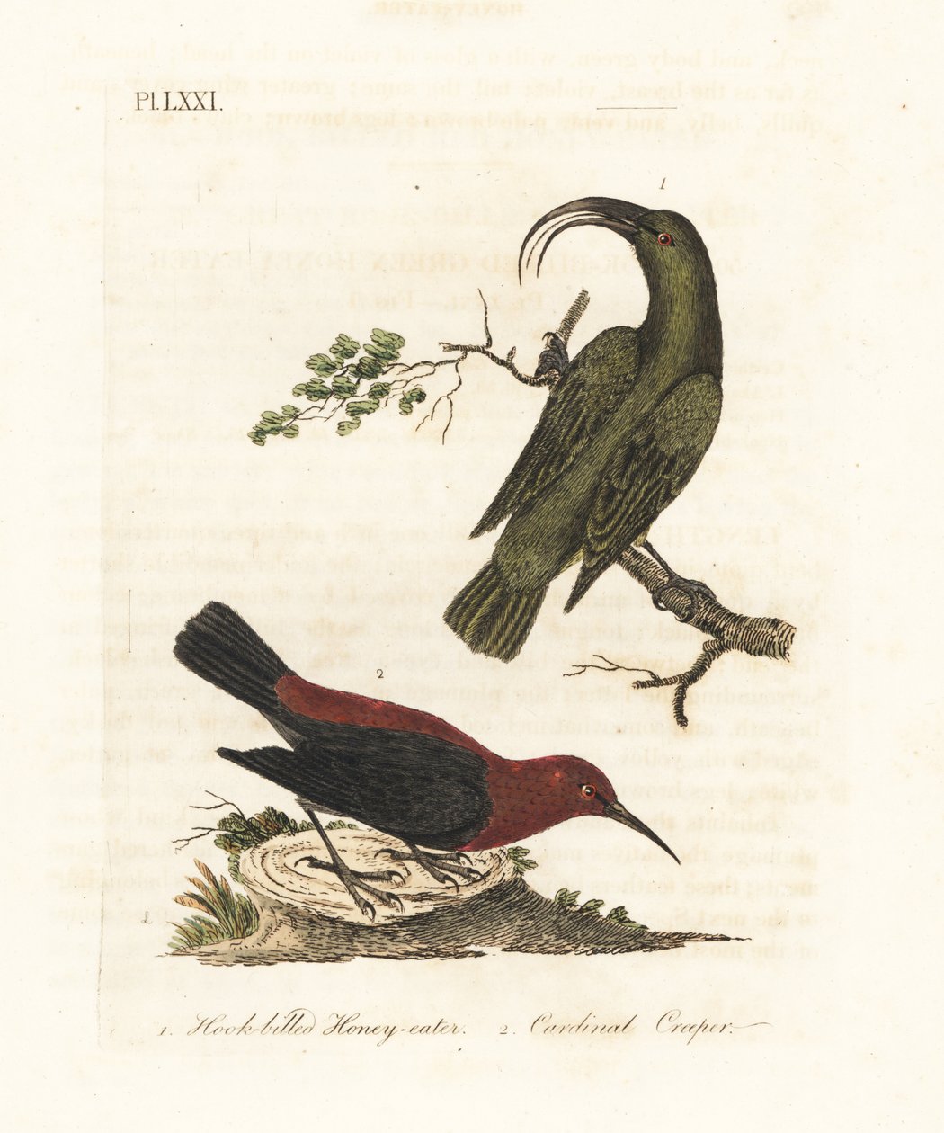 Akialoa mineur, Hemignathus obscurus (éteint) et myzomèle cardinal, Myzomela cardinalis. (Mangeur de miel à bec crochu vert, Certhia obscura, originaire d