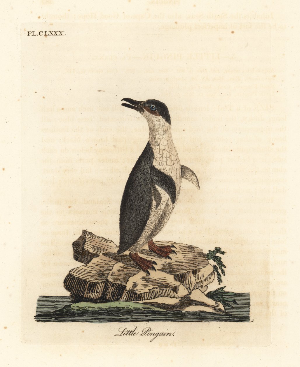 Petit pingouin, Eudyptula minor. Gravure à la main par John Latham de son propre A General History of Birds, Winchester - John Latham