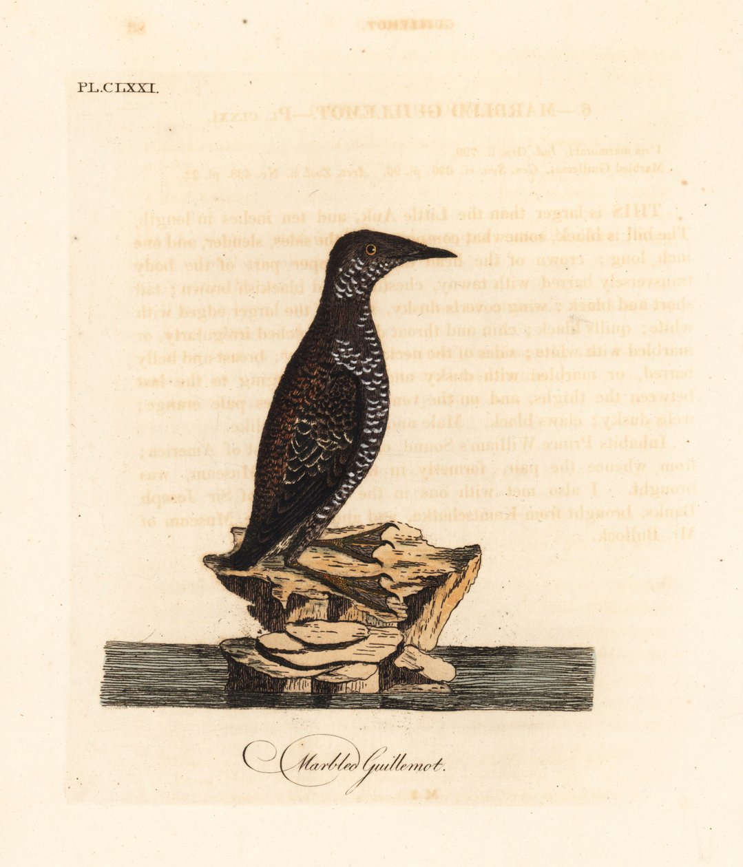 Guillemot marbré, Brachyramphus marmoratus. Gravure à la main par John Latham de son propre A General History of Birds - John Latham