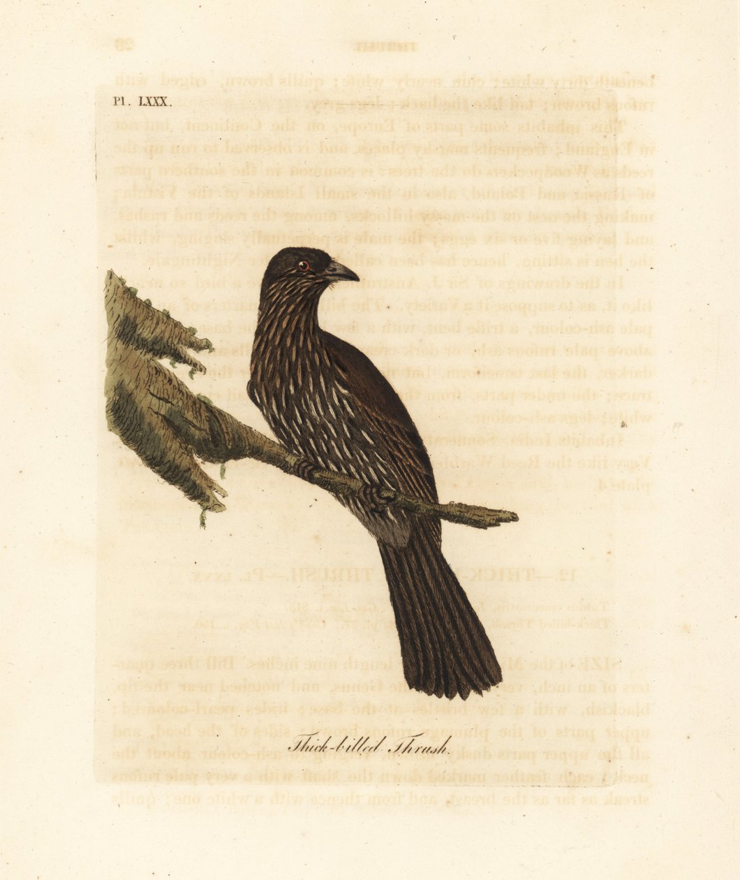 Piopio de l