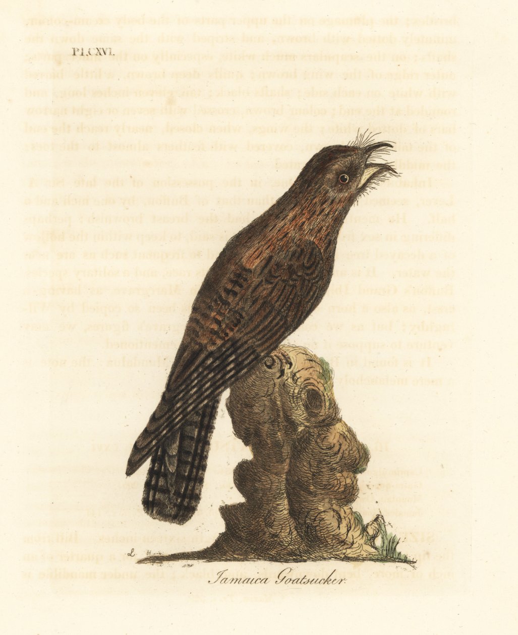Potoo du Nord, Nyctibius jamaicensis. Gravure à la main par John Latham de son propre A General History of Birds, Winchester - John Latham
