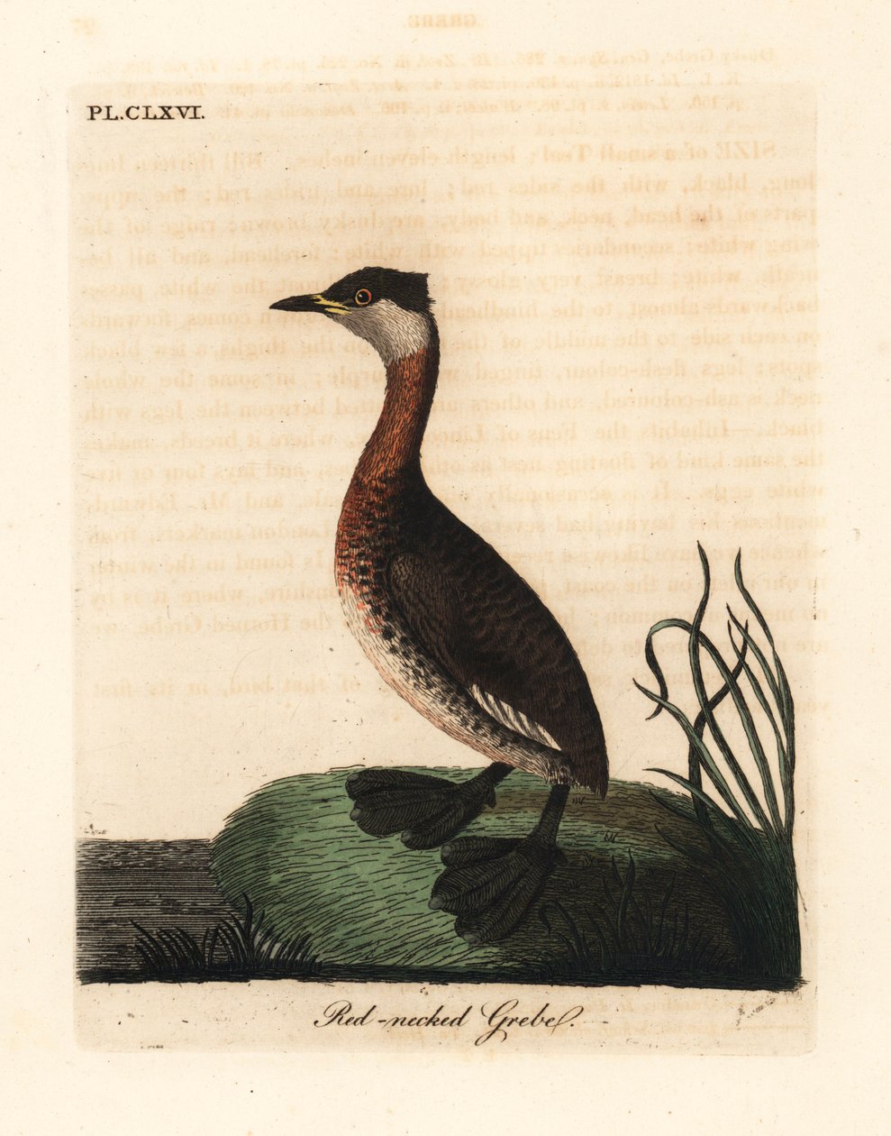 Grèbe jougris, Podiceps grisegena (Podiceps rubricollis). Gravure à la main en cuivre dessinée et gravée par John Latham de son propre A General History of Birds, Winchester - John Latham