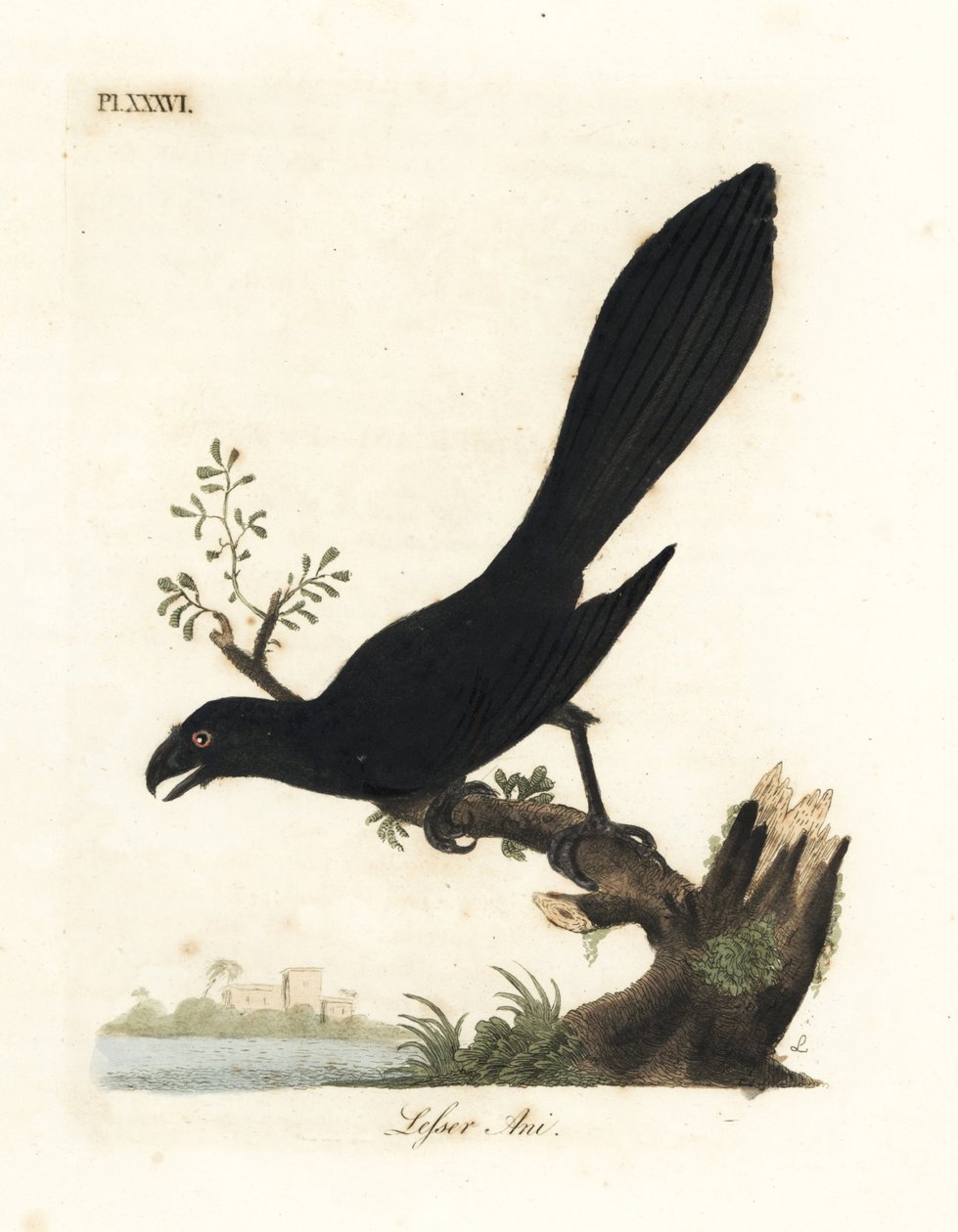 Ani à bec lisse ou ani mineur, Crotophaga ani. Gravure à la main en couleur dessinée et gravée par John Latham de son propre A General History of Birds, Winchester - John Latham