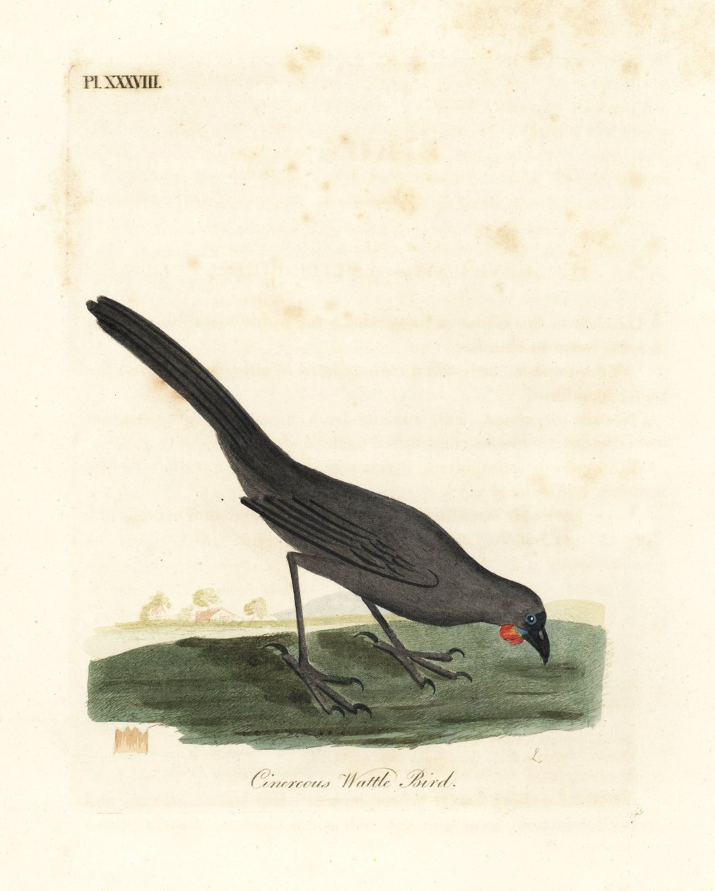 Kokako de l