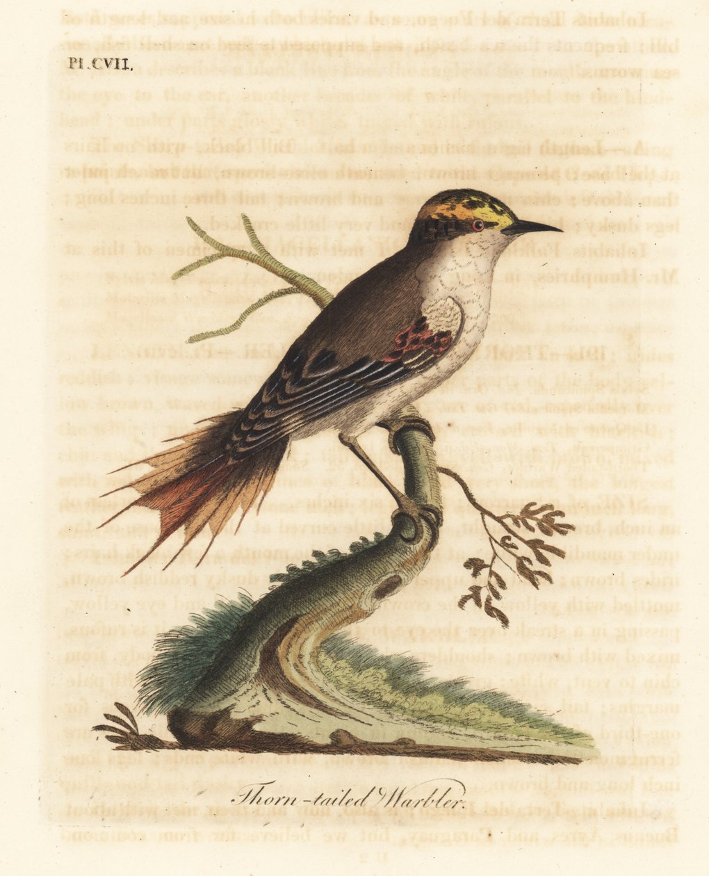 Rayadito à queue épineuse, Aphrastura spinicauda. Gravure à la main par John Latham de son propre A General History of Birds, Winchester - John Latham