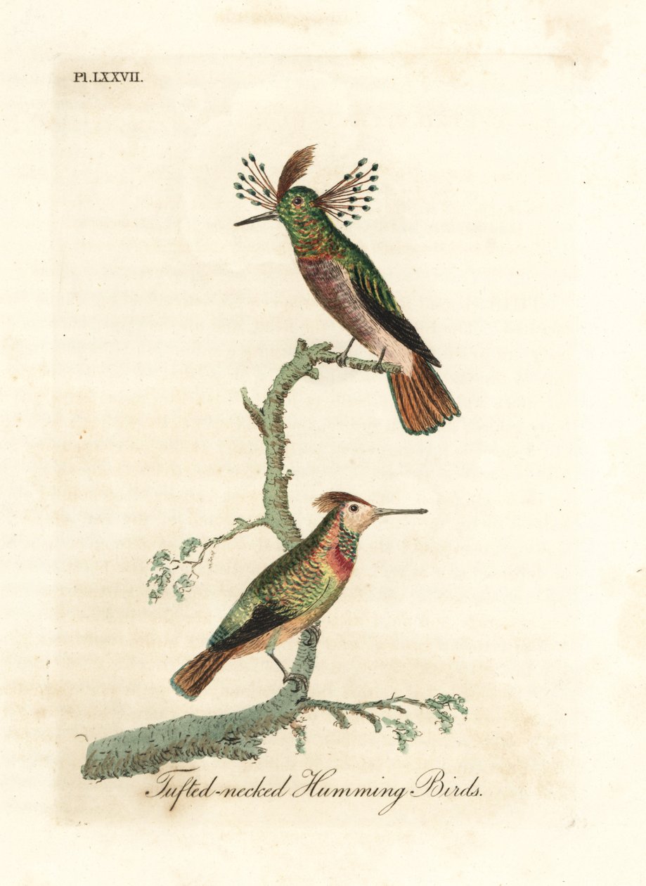 Coqs touffus, Lophornis ornatus (Colibris à cou touffu, Trochilus ornatus). Mâle et femelle. Gravure à la main en cuivre dessinée et gravée par John Latham de son propre A General History of Birds, Winchester - John Latham