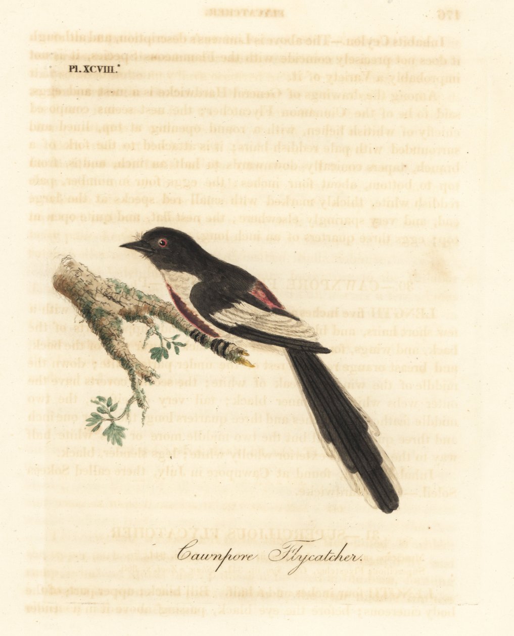 Minivet à ventre blanc, Pericrocotus erythropygius (Gobemouche de Cawnpore). Inde. Gravure sur cuivre coloriée à la main dessinée et gravée par John Latham de son propre A General History of Birds, Winchester - John Latham