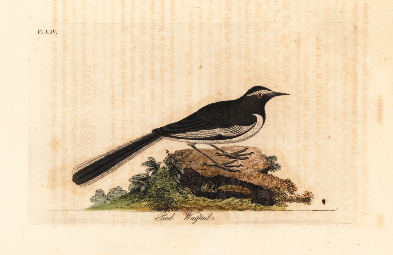 Bergeronnette à sourcils blancs, Motacilla maderaspatensis. Gravure à la main par John Latham de son propre A General History of Birds - John Latham