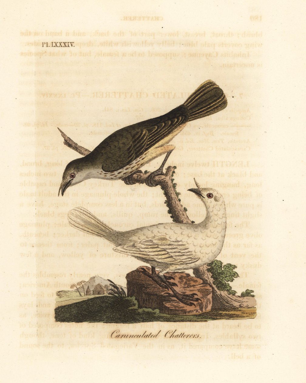 Bellbird blanc, Procnias albus, mâle et femelle (Jacasseur caronculé, Ampelis carunculata). Gravure sur cuivre coloriée à la main dessinée et gravée par John Latham de son propre A General History of Birds, Winchester - John Latham
