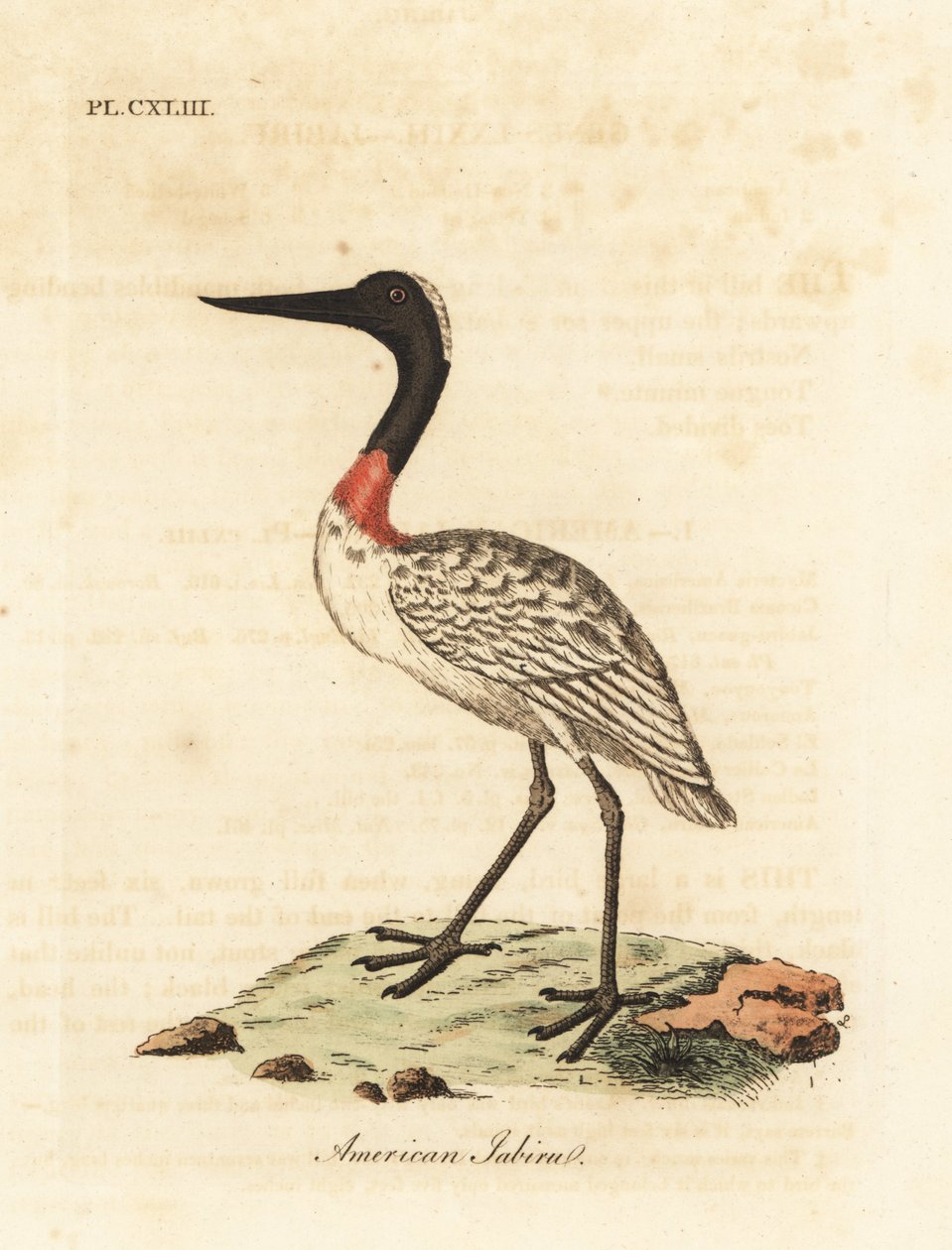 Tantale d