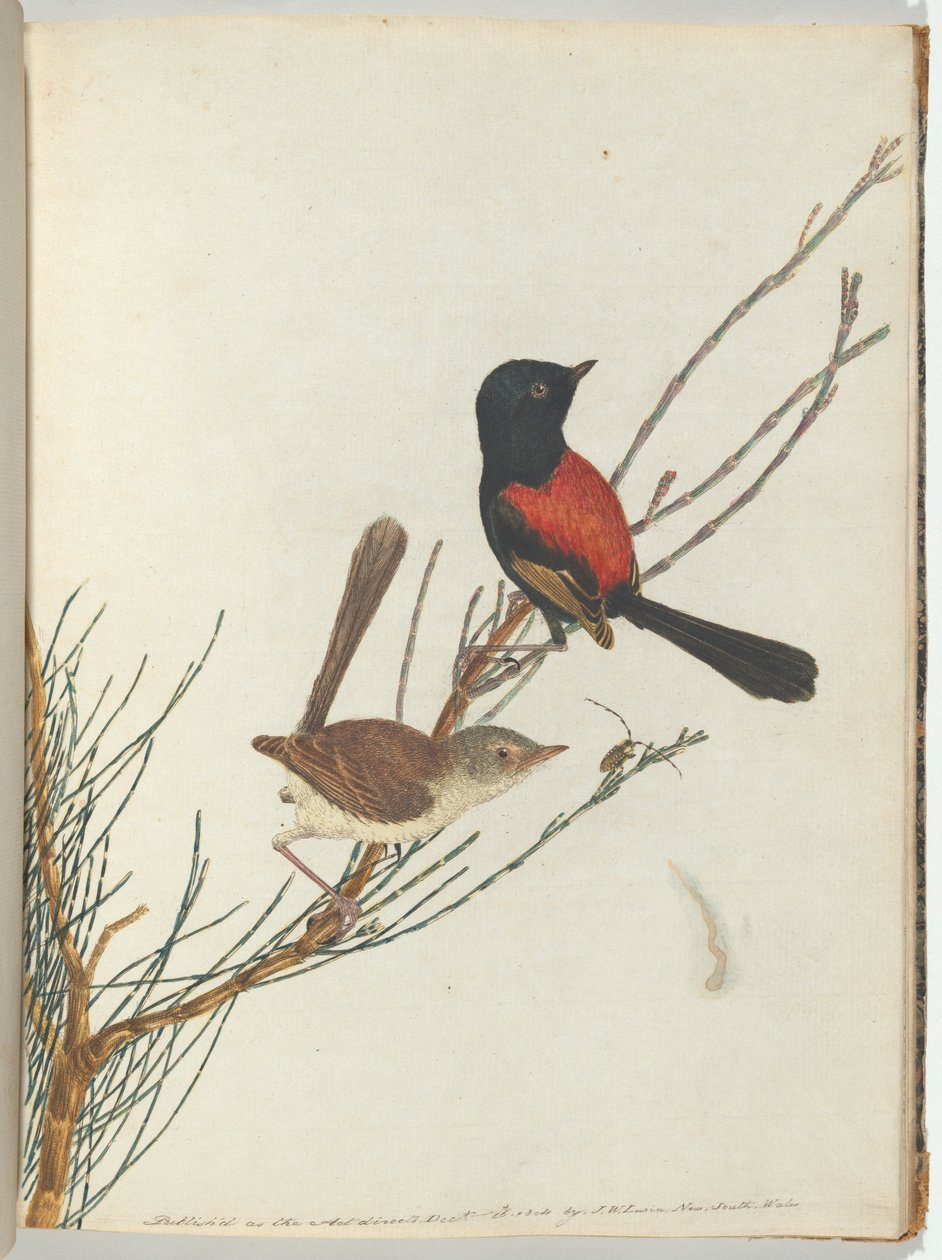 Paruline Écarlate et Noire - John William Lewin