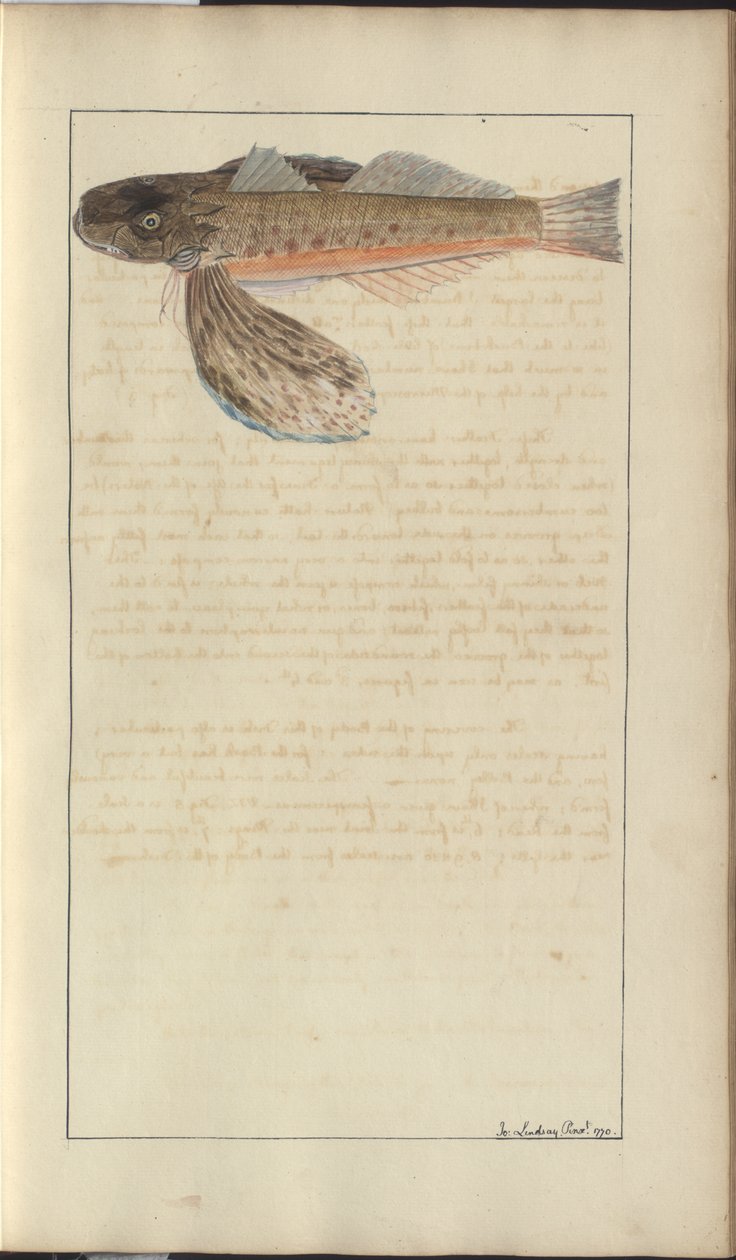 Dessins de Lindsay Vol. VII - John Lindsay