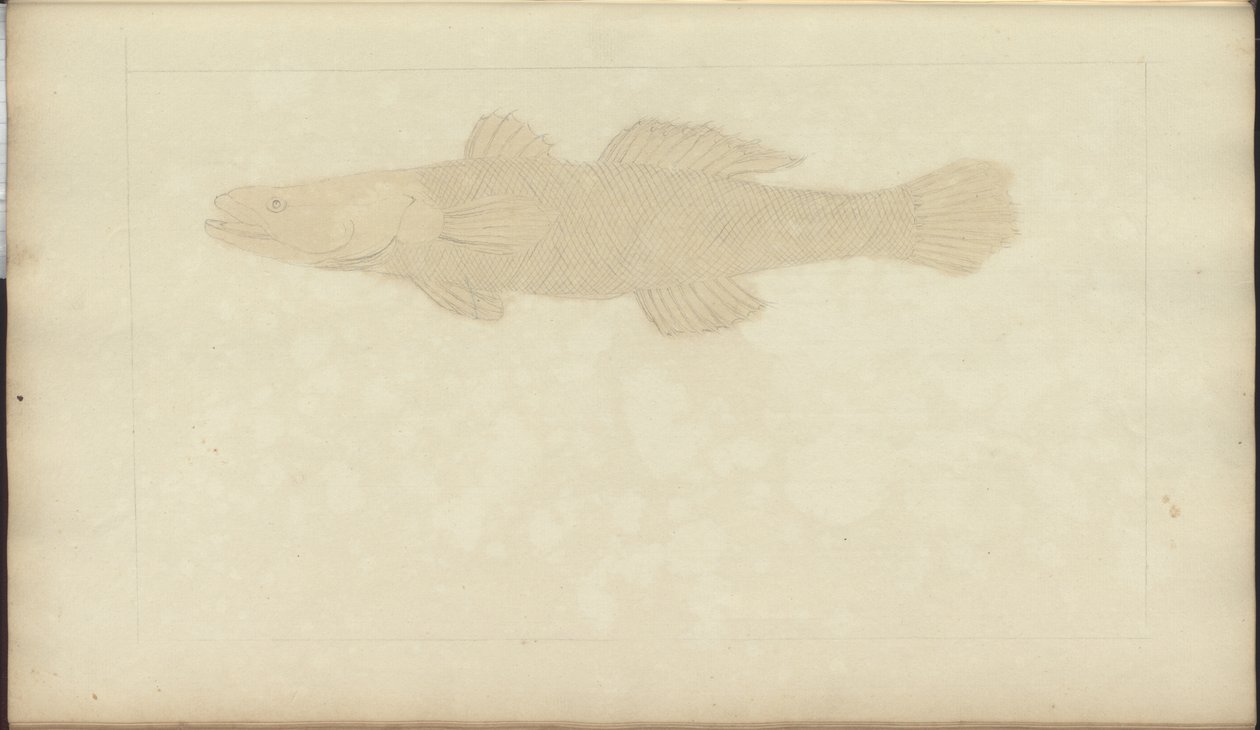 Dessins de Lindsay Vol. VII, 22 - John Lindsay