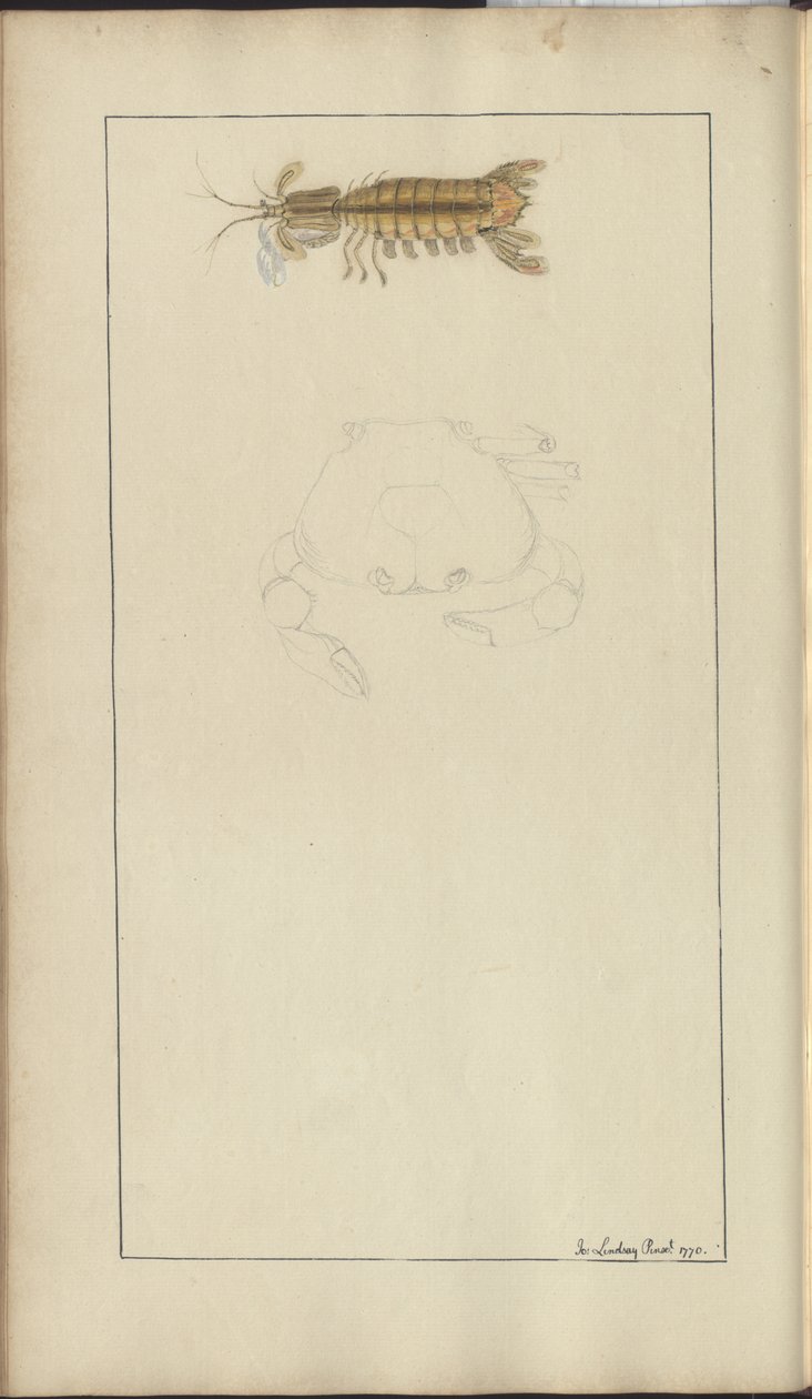 Dessins de Lindsay Vol. VII, 24 - John Lindsay