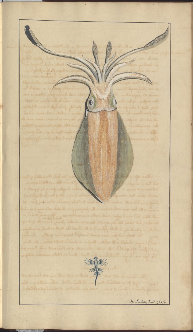 Dessins de Lindsay Vol. VII, 29 - John Lindsay