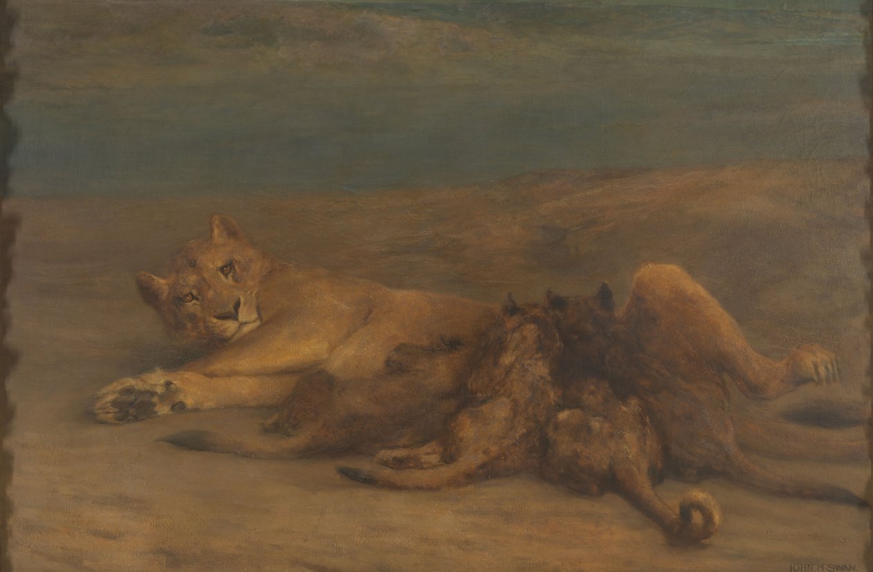 Une lionne et ses quatre petits - John Macallan Swan