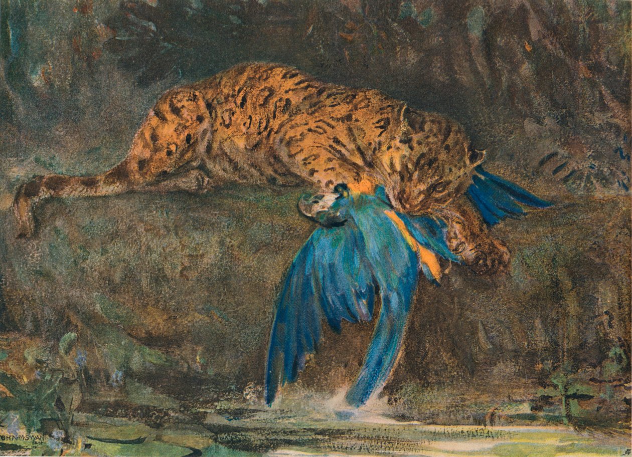Jaguar et Ara, fin du XIXe siècle - John Macallan Swan