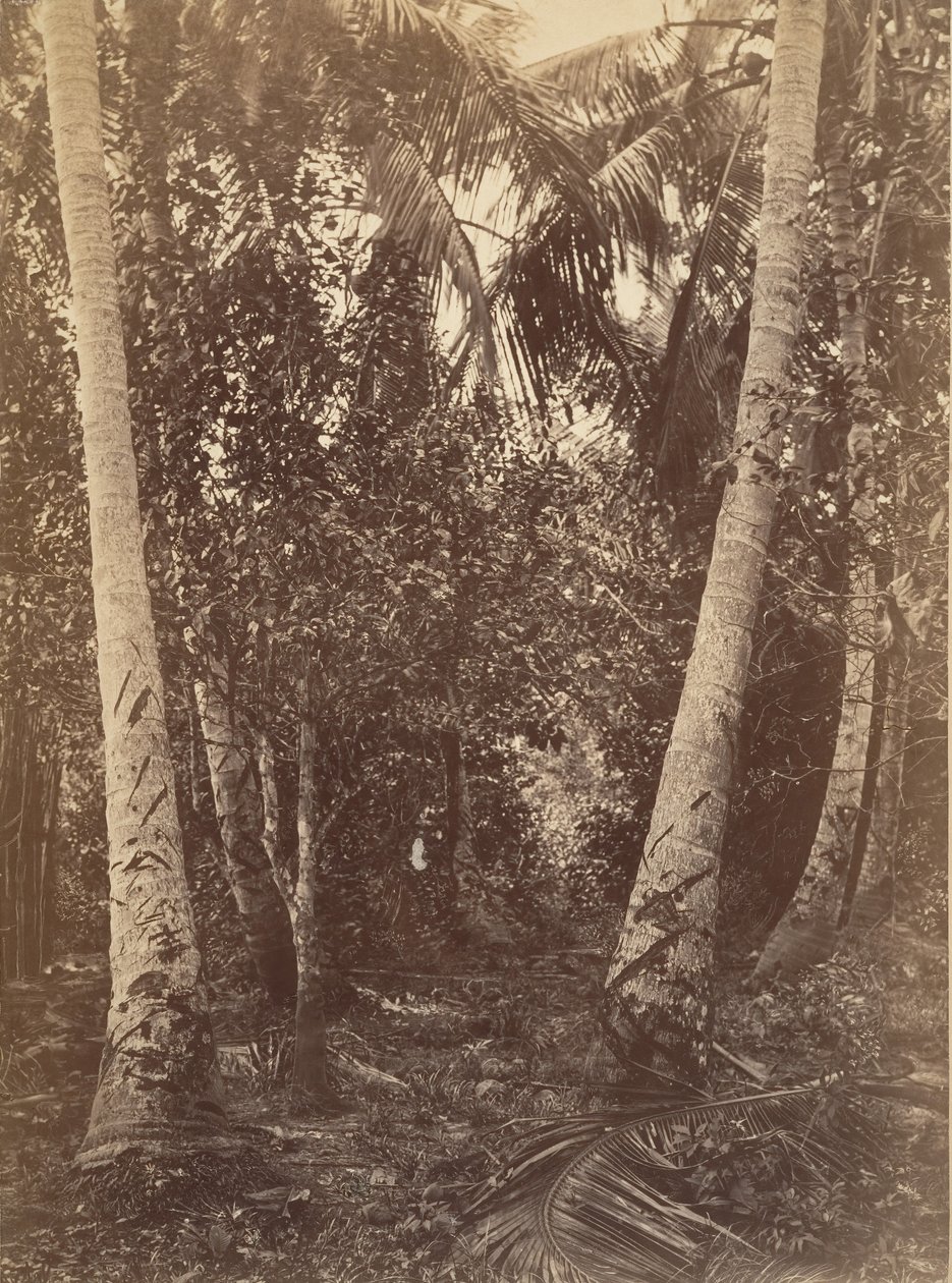 Paysage tropical, forêt près de Turbo - John Moran