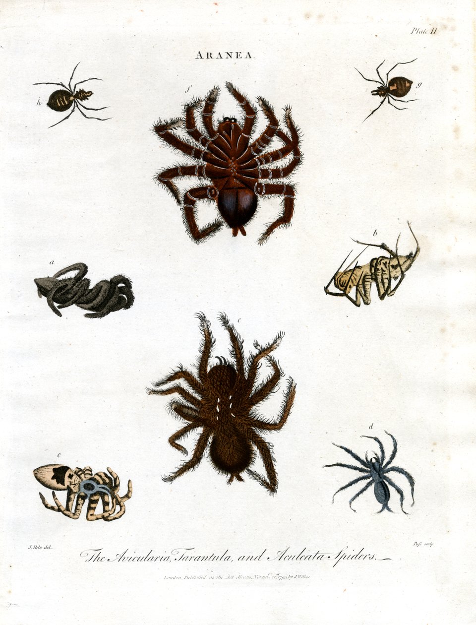 ARANEA : Avicularia ; Araignées tarentules et Aculeata - John Pass