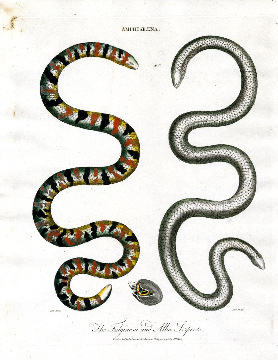 Amphisbaena : Les serpents Fuliginosa et Alba - John Pass