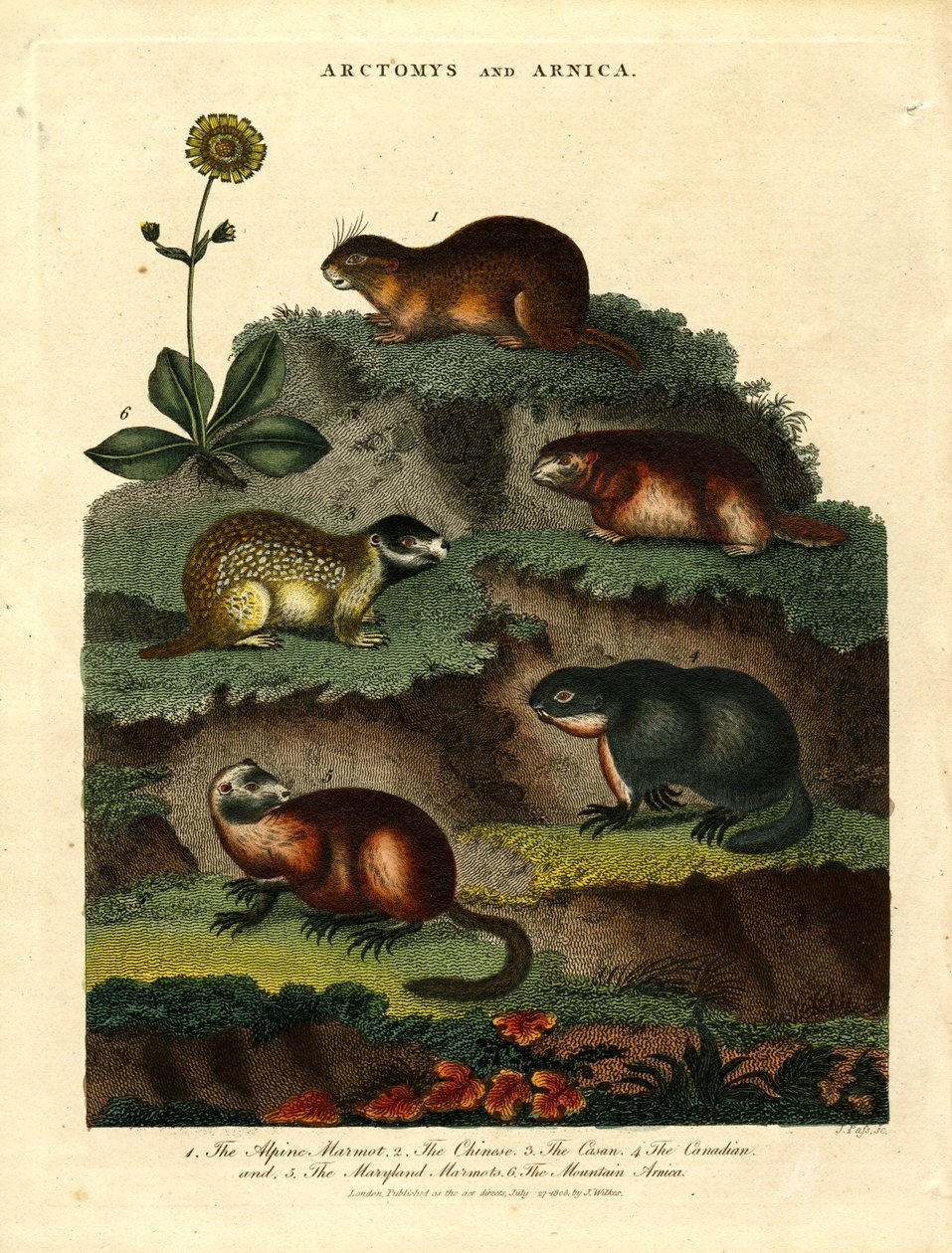 Arctomys et Arnica (Marmottes et Arnica) - John Pass