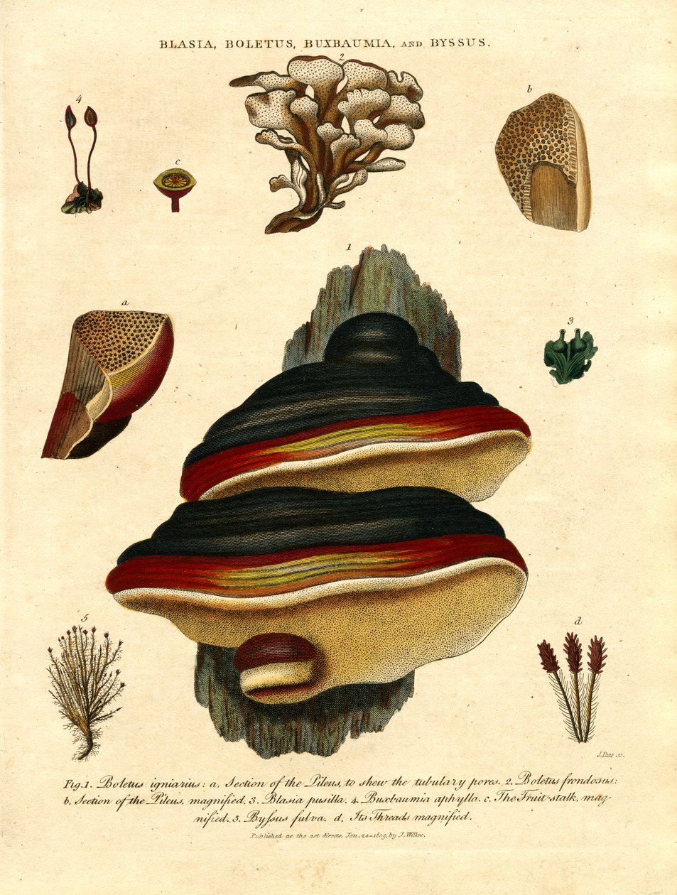 Blasia;Boletus;Buxbaumia;et Byssus - John Pass