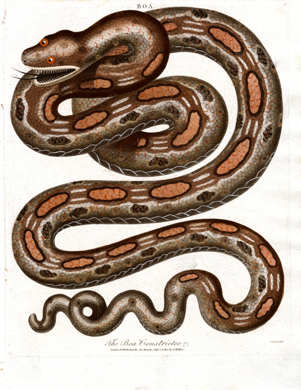 Boa Constrictor - John Pass