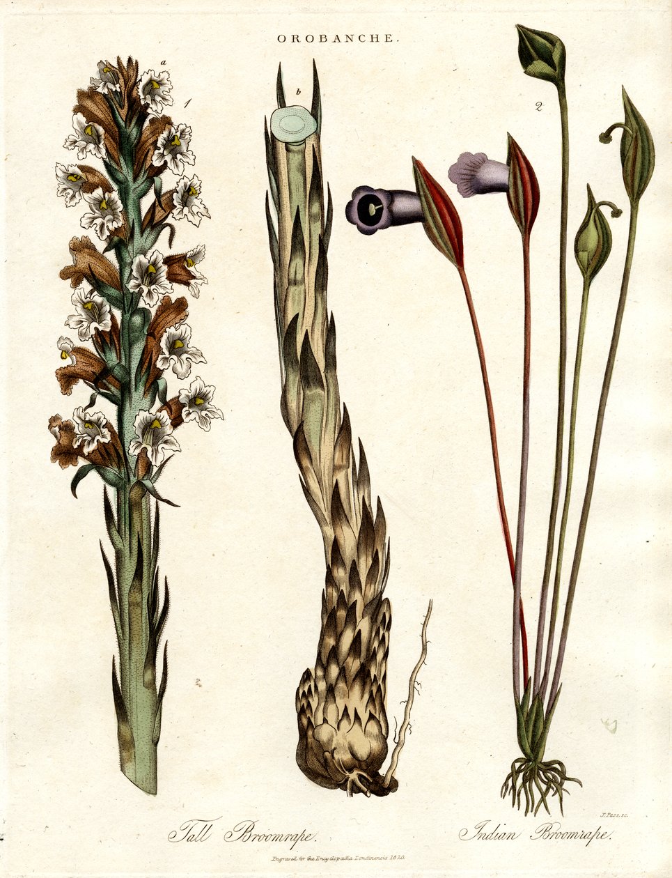Espèces de genêts et d