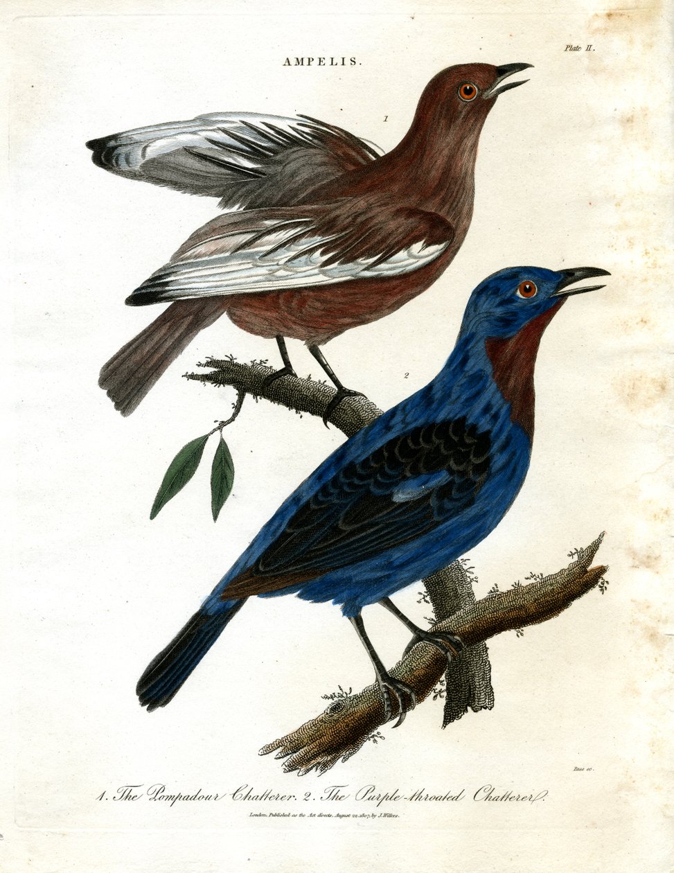 Chatterers (Ampélis) - John Pass