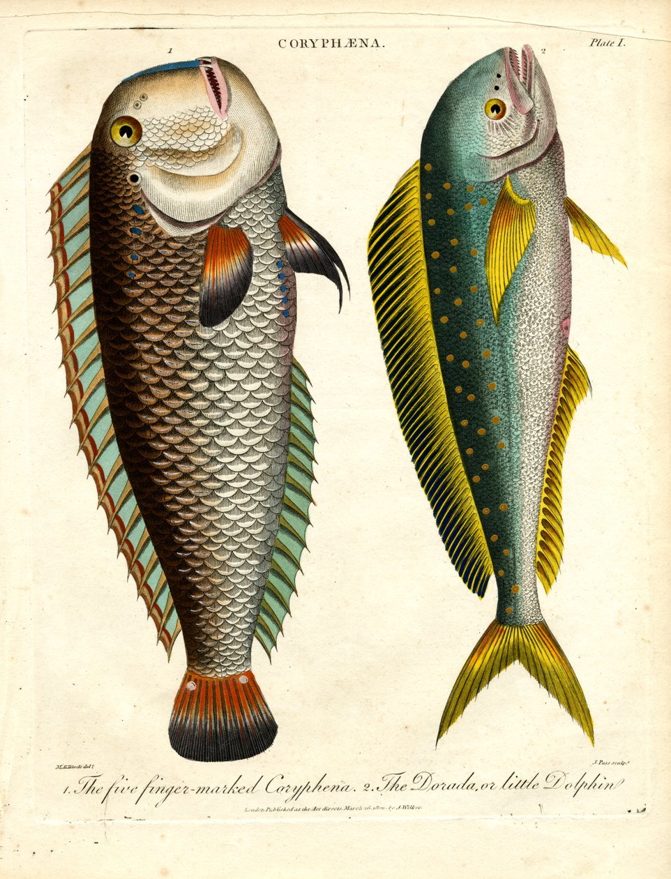Espèces de Coryphaena : Coryphène à cinq doigts et petit dauphin - John Pass