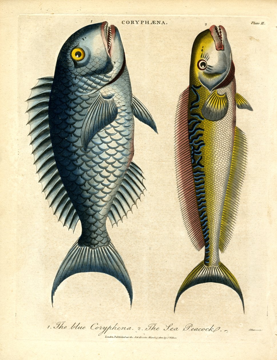 Coryphæna - Coryphènes - John Pass