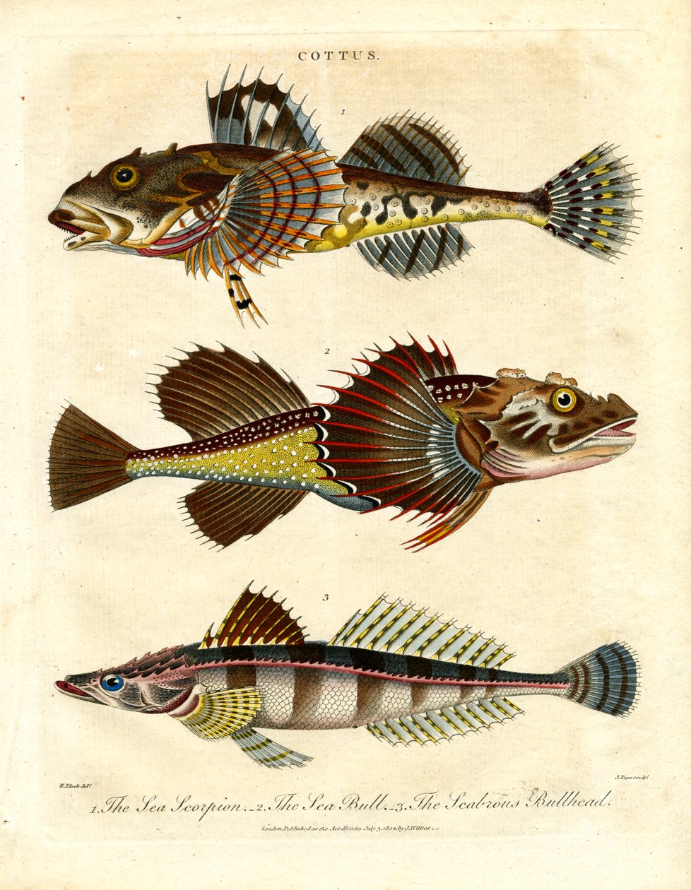 Cottus - Chabots et scorpions de mer - John Pass