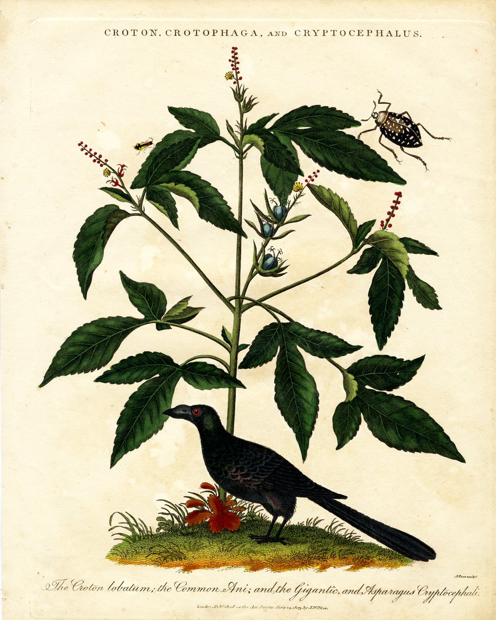 Croton;Crotophaga;et Cryptocephalus - John Pass