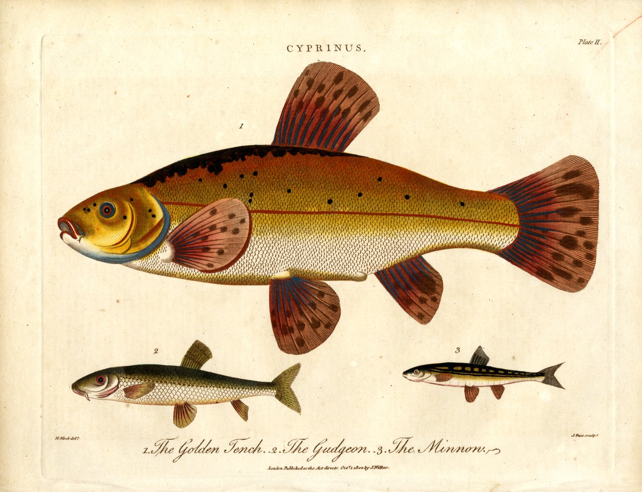 Cyprinus : Tanche dorée, goujon et vairon - John Pass