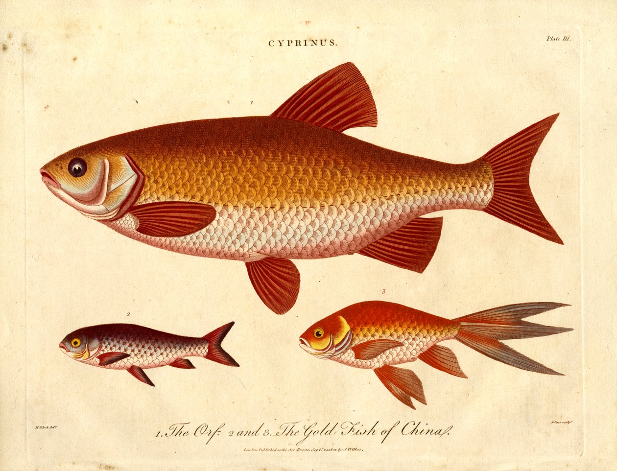 Cyprinus : Poissons orphelins et poissons dorés de Chine - John Pass