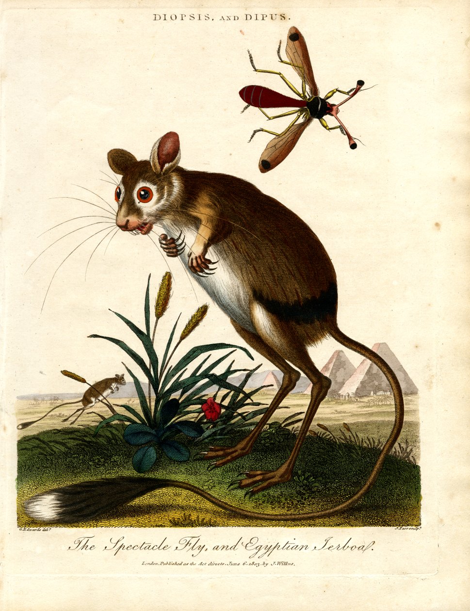 Diopsis et Dipus (mouche des yeux et jéroboa égyptien) - John Pass
