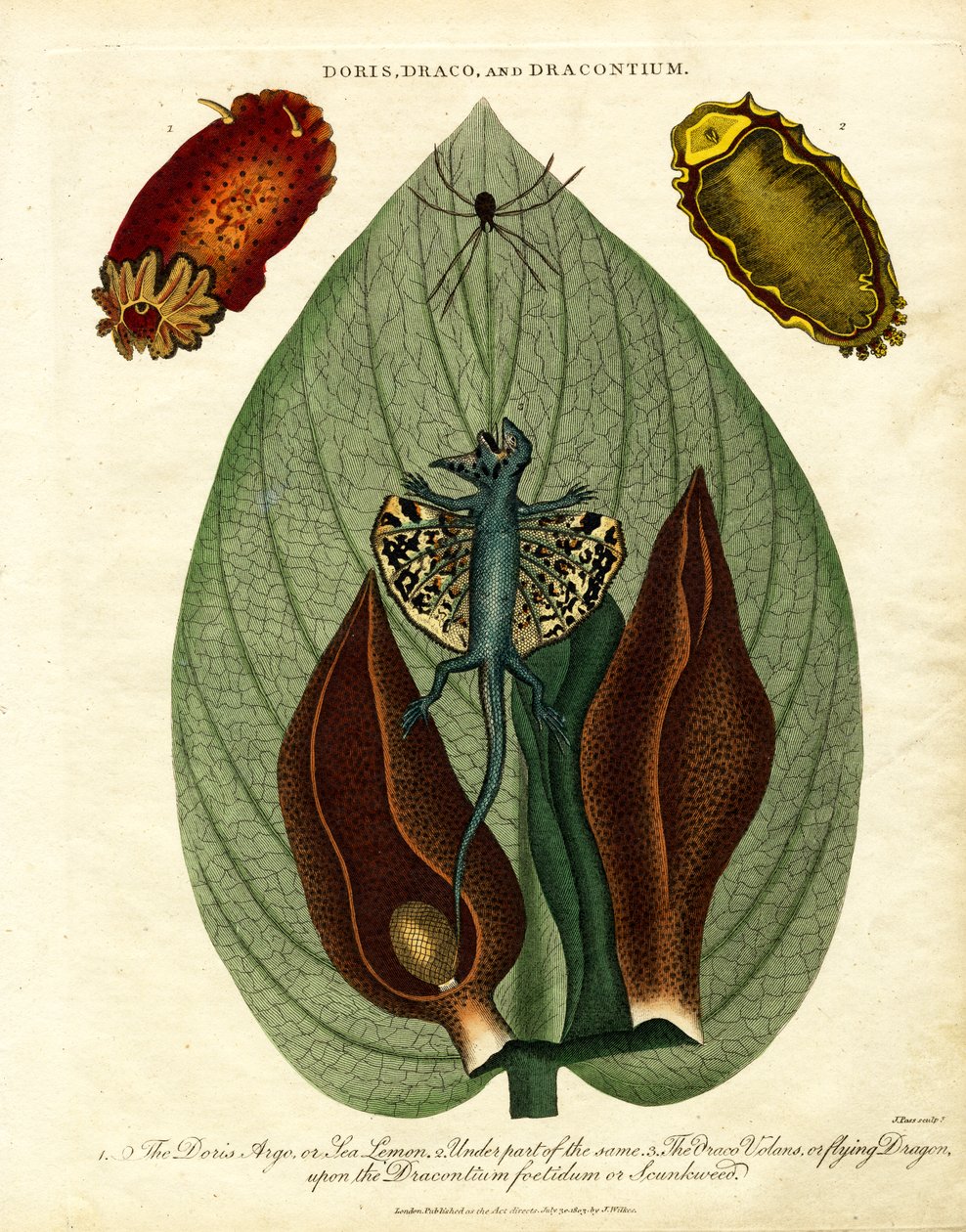 Doris;Draco;et Dracontium - John Pass