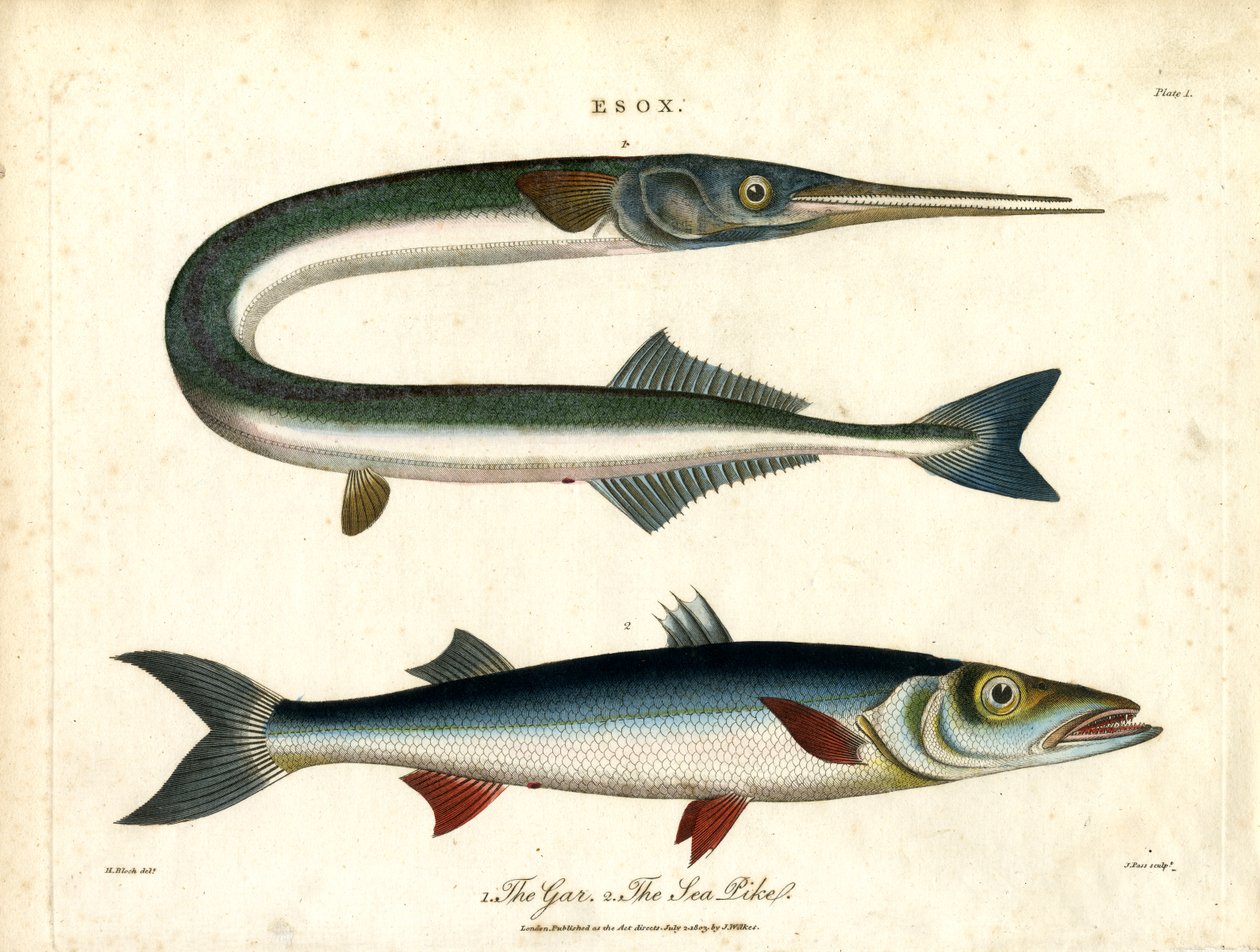 Esox : Gar et brochet de mer - John Pass