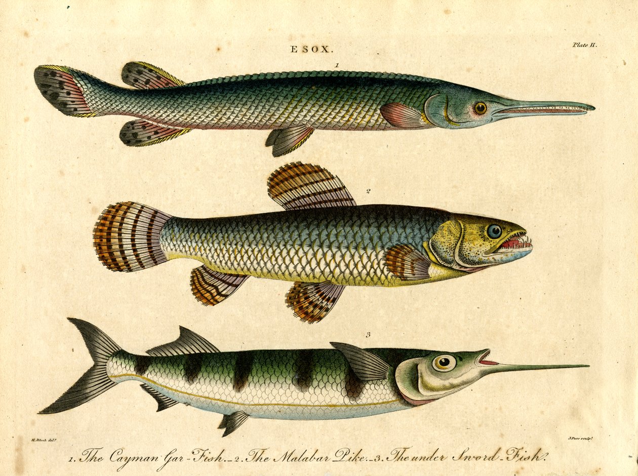 Esox : Espèces de brochets et d