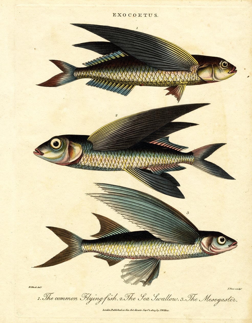Poisson volant - John Pass