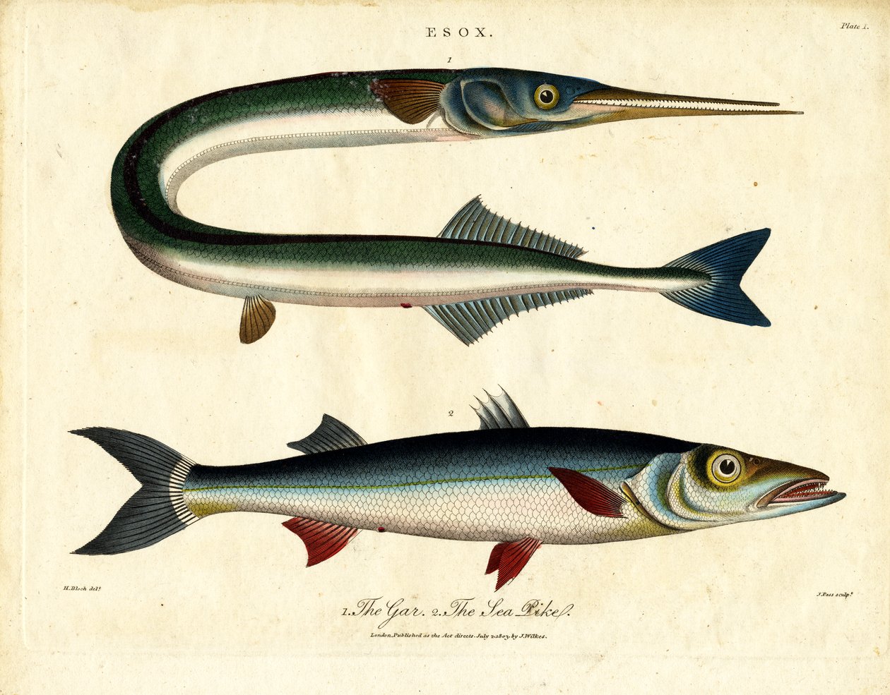 Lingue et brochet de mer - John Pass