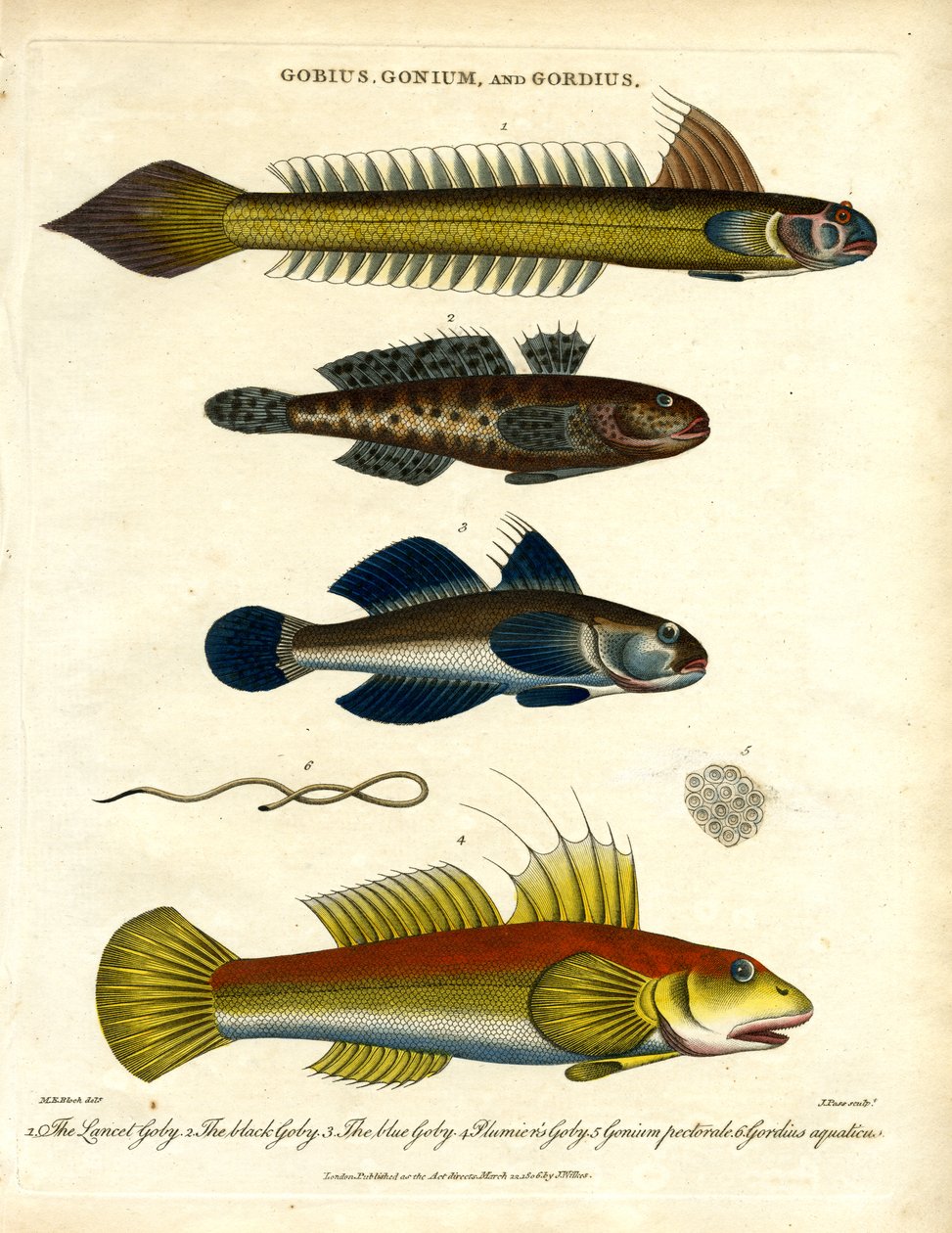 Gobius, Gonium et Gordius : Gobies et vers à poils - John Pass