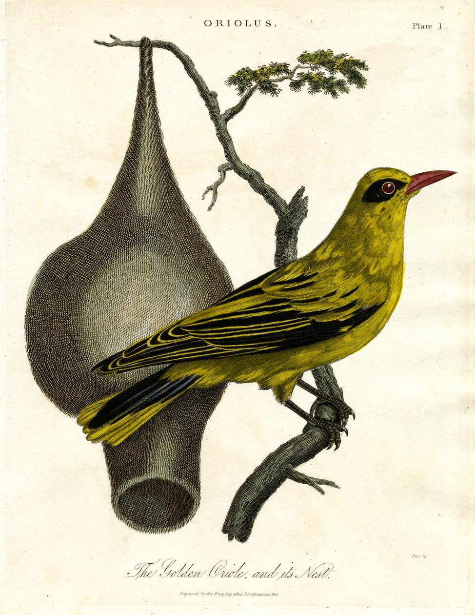 Oriole doré et son nid - John Pass