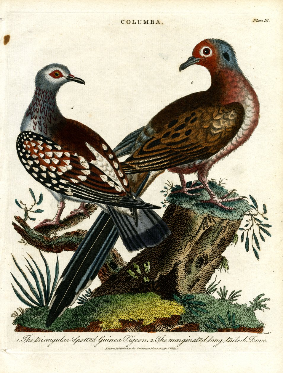 Pigeons d