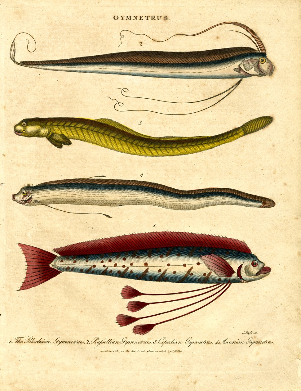 Gymnetrus - Poissons rubans - John Pass